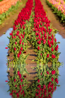 Reflected Tulips