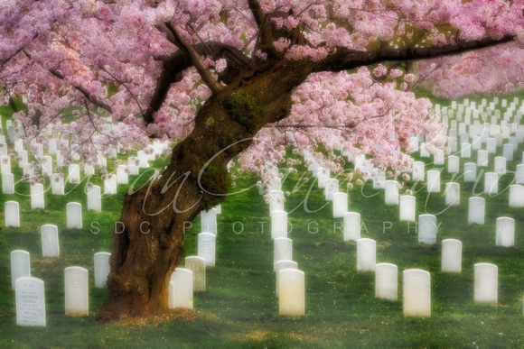 Spring Arives At Arlington Cemetery