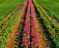 Aerial Tulip Farm