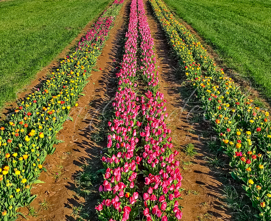 Aerial Tulip Farm