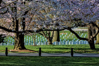 Cherry Blossoms Adorn Arlington National Cemetery