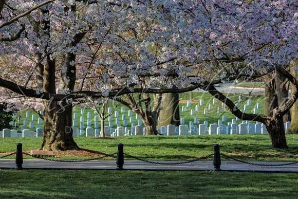 Cherry Blossoms Adorn Arlington National Cemetery