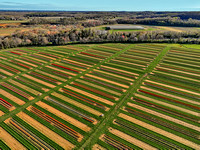 Aerial Tulip Farm