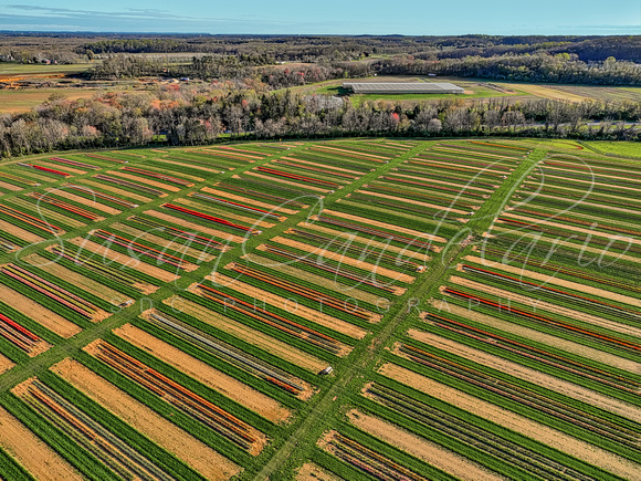 Aerial Tulip Farm