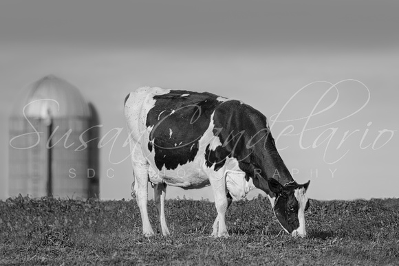 Holstein Dairy Cow BW
