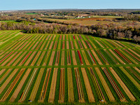 Aerial Tulip Farm