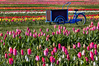 Sea of Tulips