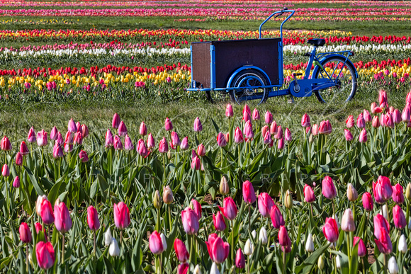 Sea of Tulips