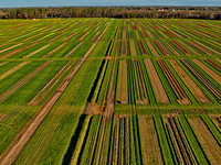 Aerial Tulip Farm