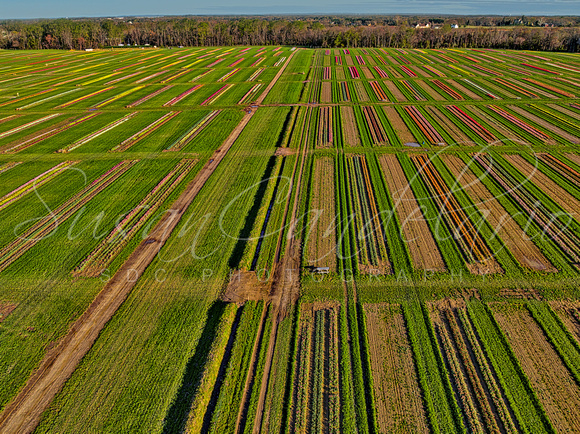 Aerial Tulip Farm