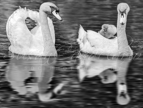 Mute Swan Family BW