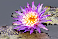 Lavender Waterlily