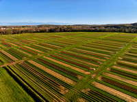 Aerial Tulip Farm