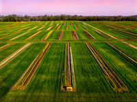 Aerial Tulip Farm