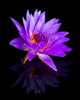 Reflecting Waterlily