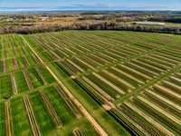 Aerial Tulip Farm